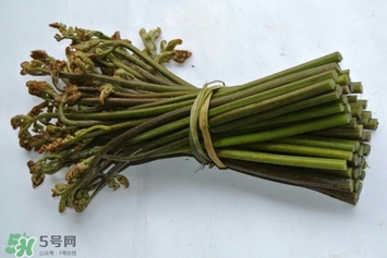 蕨菜是什么菜,蕨菜的作用