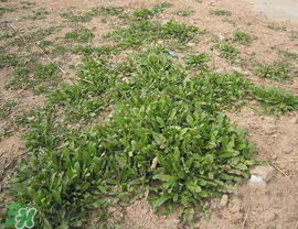 荠菜上有白点能吃吗?,荠菜背面有白色斑点能不能吃
