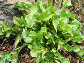 荠菜和蒲公英的区别是什么,荠菜是蒲公英是一样