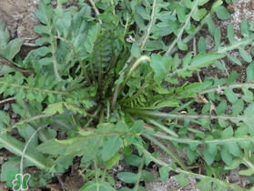 荠菜饺子荠菜需要焯水吗,包饺子的荠菜需要焯水吗 荠菜饺子荠菜需要焯水吗,包饺子的荠菜需要焯水吗