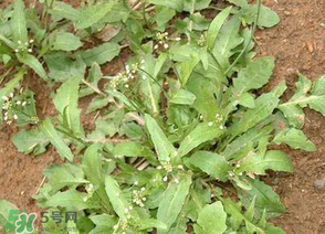 荠菜有寄生虫吗,菜里有虫子还能吃吗