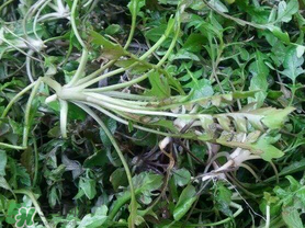 荠菜叶子上有黑点是污染吗,荠菜为什么发黑 荠菜叶子上有黑点是污染吗,荠菜为什么发黑