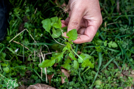 荠菜和青菜可以一起吃吗,荠菜和生菜能一起吃吗 荠菜和青菜可以一起吃吗,荠菜和生菜能一起吃吗