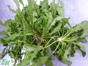 荠菜怎么保鲜时间长,荠菜怎么保鲜