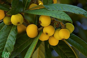 春天吃什么水果最佳,春天有什么吃的水果