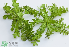 荠菜根有虫子吗,荠菜有寄生虫吗