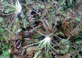 肾结石能吃荠菜吗,尿结石可以吃荠菜吗