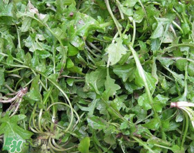 荠菜叶子黄了可以吃吗,荠菜黄叶了能吃吗