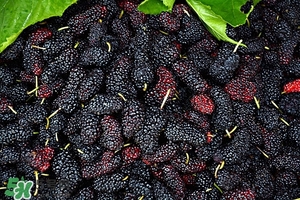 桑黄怎么服用效果好,桑黄怎么吃法 桑黄怎么服用效果好,桑黄怎么吃法