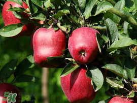 蛇果是脆的还是面的好,甘肃蛇果是脆的还是面的