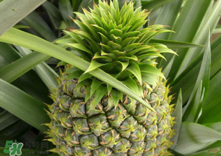 绿菠萝可以吃吗,绿皮菠萝能吃吗