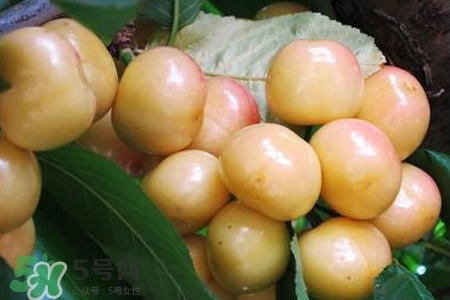 白玉樱桃是什么颜色,白玉樱桃是什么