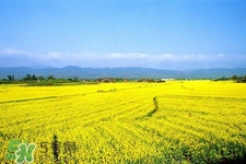 油菜花有蜜吗?,油菜花蜜的功效 油菜花有蜜吗?,油菜花蜜的功效