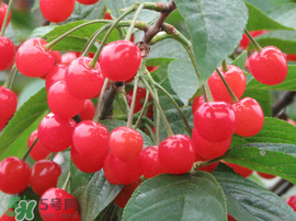 一到樱桃成熟的季节,中国樱桃成熟时间