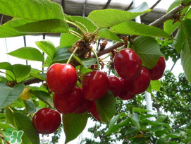 樱桃裂开还能吃吗,樱桃有点烂可以吃吗