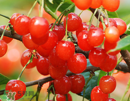 樱桃一天吃几颗合适,樱桃一天吃几颗比较好 樱桃一天吃几颗合适,樱桃一天吃几颗比较好