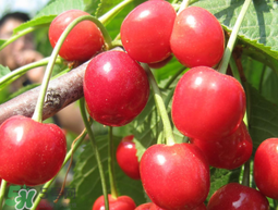 樱桃有药味是怎么回事,樱桃一股药水味 樱桃有药味是怎么回事,樱桃一股药水味