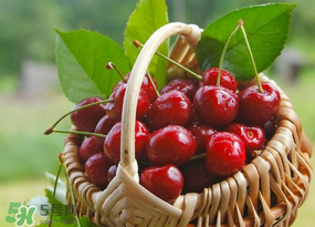 樱桃发霉还能吃吗,樱桃发霉了吃了有事吗