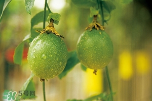 百香果太酸应该怎么吃,百香果太酸了怎么办