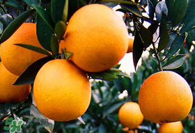 烂了一点的橙子还能吃吗,橙子坏了一部分还可以吃吗 烂了一点的橙子还能吃吗,橙子坏了一部分还可以吃吗