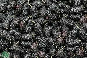 桑葚吃了会过敏吗,吃了桑葚过敏的症状有哪些