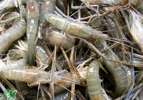 青虾变黑了怎么回事,青虾发黑了还能不能吃