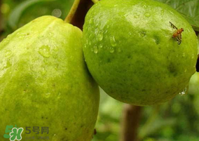 一斤青枣的热量是多少,一个青枣的热量