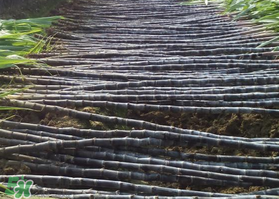 一根甘蔗的热量是多少,一整根甘蔗的热量有多少