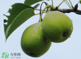 吃青枣可以减肥吗,减肥能吃青枣子吗