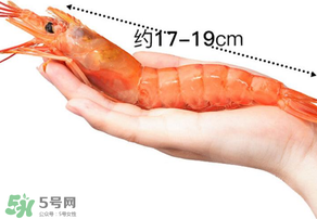 注胶虾是什么样子,注胶虾怎么分辨
