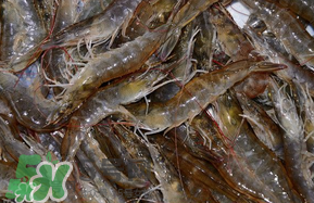 基围虾怎么在家养,如何保存活虾