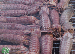 皮皮虾能冷冻保存吗?,虾皮可以冷冻保存吗