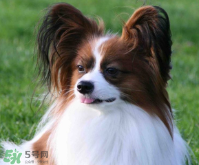 狗狗可以吃青枣吗?,狗狗可以吃青枣子吗?