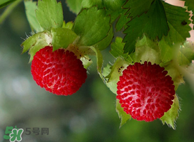 蛇莓多少钱一斤蛇莓的功效和作用,蛇莓多少钱一斤收购