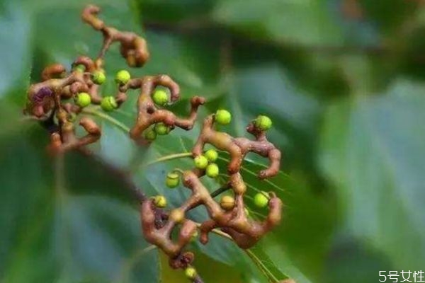 谢馥春洗发水怎么样(谢馥春的化妆品怎么样)