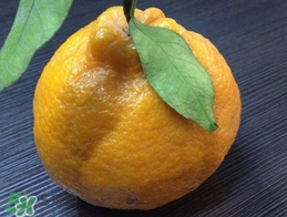 丑八怪是什么水果杂交,丑八怪是什么水果的名字