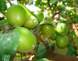 牛奶青枣是热性还是凉性,青枣是热性还是凉性水果