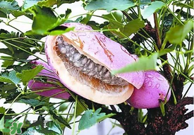 野香蕉多少钱一斤2017,野香蕉价格