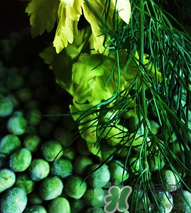 孕妇可以吃茴香吗?,孕妇不能吃茴香吗