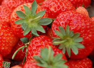 丹东九九草莓和牛奶草莓区别,牛奶草莓和九九草莓的区别 丹东九九草莓和牛奶草莓区别,牛奶草莓和九九草莓的区别