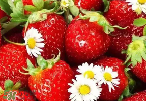 南京草莓现在多少钱一斤,九九草莓多少钱一斤