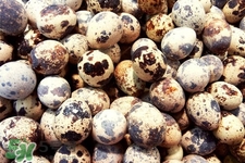 鹌鹑禽流感能治好吗,禽流感能吃鸡蛋么 鹌鹑禽流感能治好吗,禽流感能吃鸡蛋么