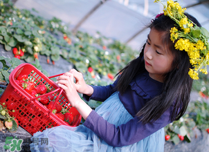 三亚哪里可以摘草莓,三亚哪里有摘草莓的地方