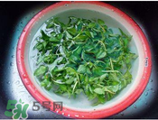 香菜水洗肾确实是真的,香菜煮水能洗肾排毒吗 香菜水洗肾确实是真的,香菜煮水能洗肾排毒吗