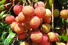 荔枝干怎么挑选好,荔枝怎么挑选 荔枝干怎么挑选好,荔枝怎么挑选