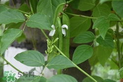 糖尿病可以吃刀豆吗,什么病不能吃刀豆