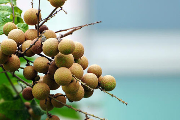 龙眼变软了能不能吃,龙眼皮软了还能吃吗