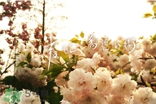 春天适合喝什么汤养生,春天喝什么汤比较好