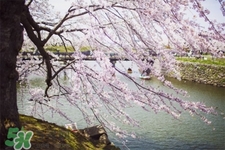 春天养肝吃什么食物好,春天吃什么养肝护肝