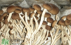 小孩能吃茶树菇吗,小孩可以吃茶树菇有什么好处 小孩能吃茶树菇吗,小孩可以吃茶树菇有什么好处